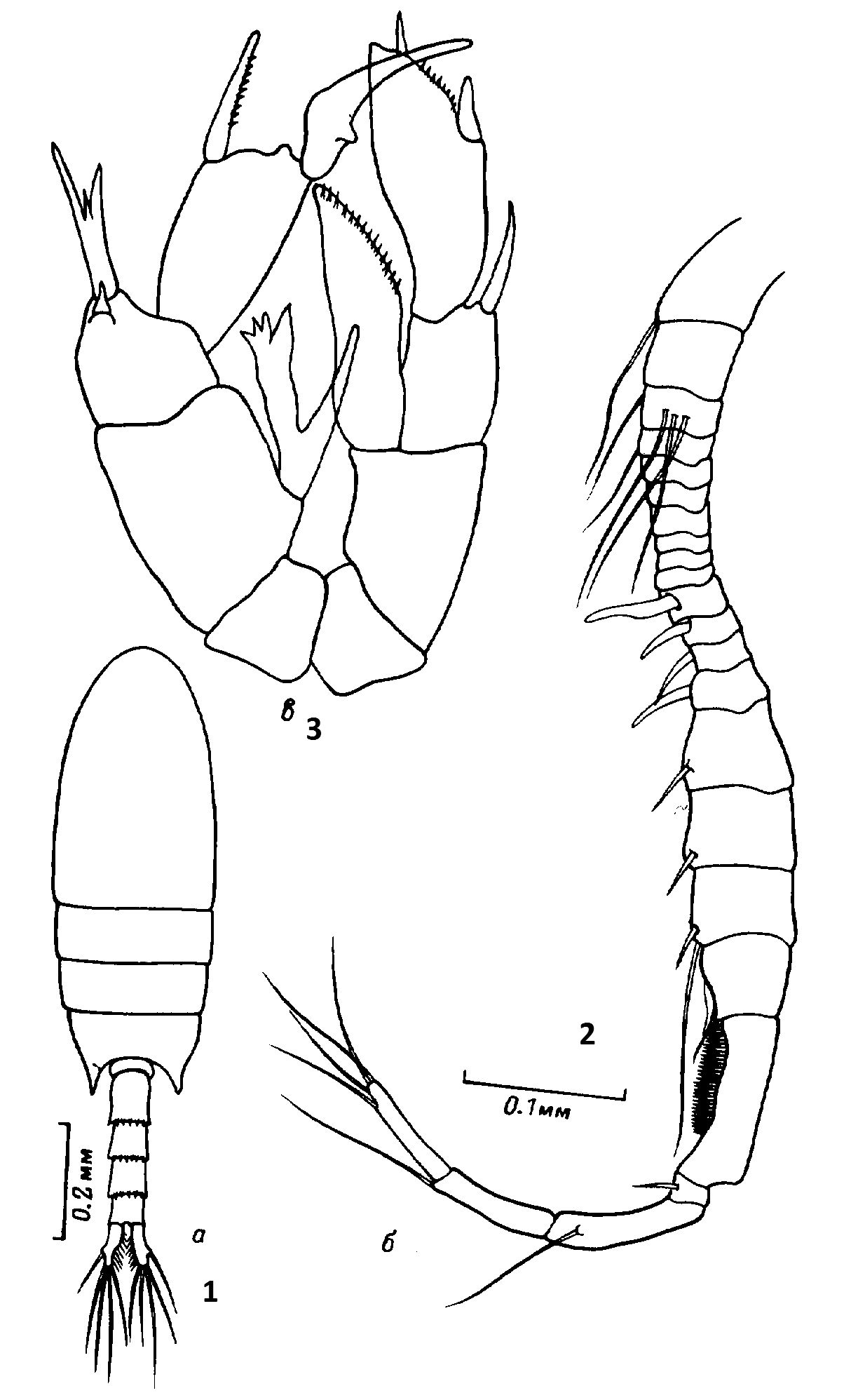 Espce Pseudodiaptomus marinus - Planche 13 de figures morphologiques